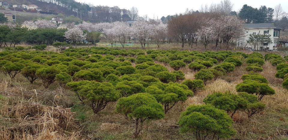 멋진 용송들을 팔아요. - 산림경영지원