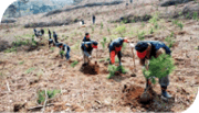 임지에 조림을 위해 나무를 심고 있는 시민들