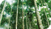 인도네시아의 울창한 산림의 모습