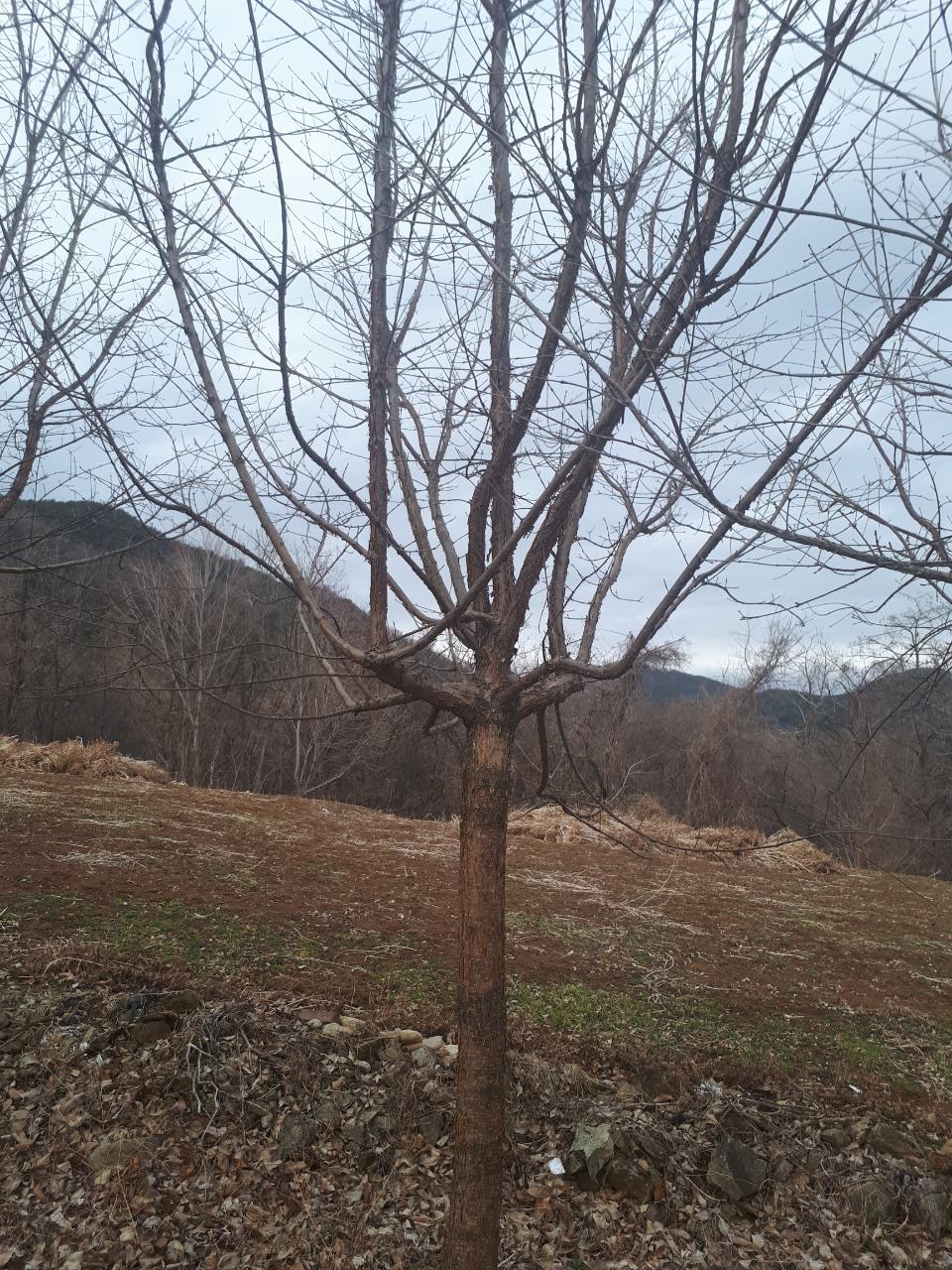 이팝나무 /느티나무 판매 - 산림경영지원