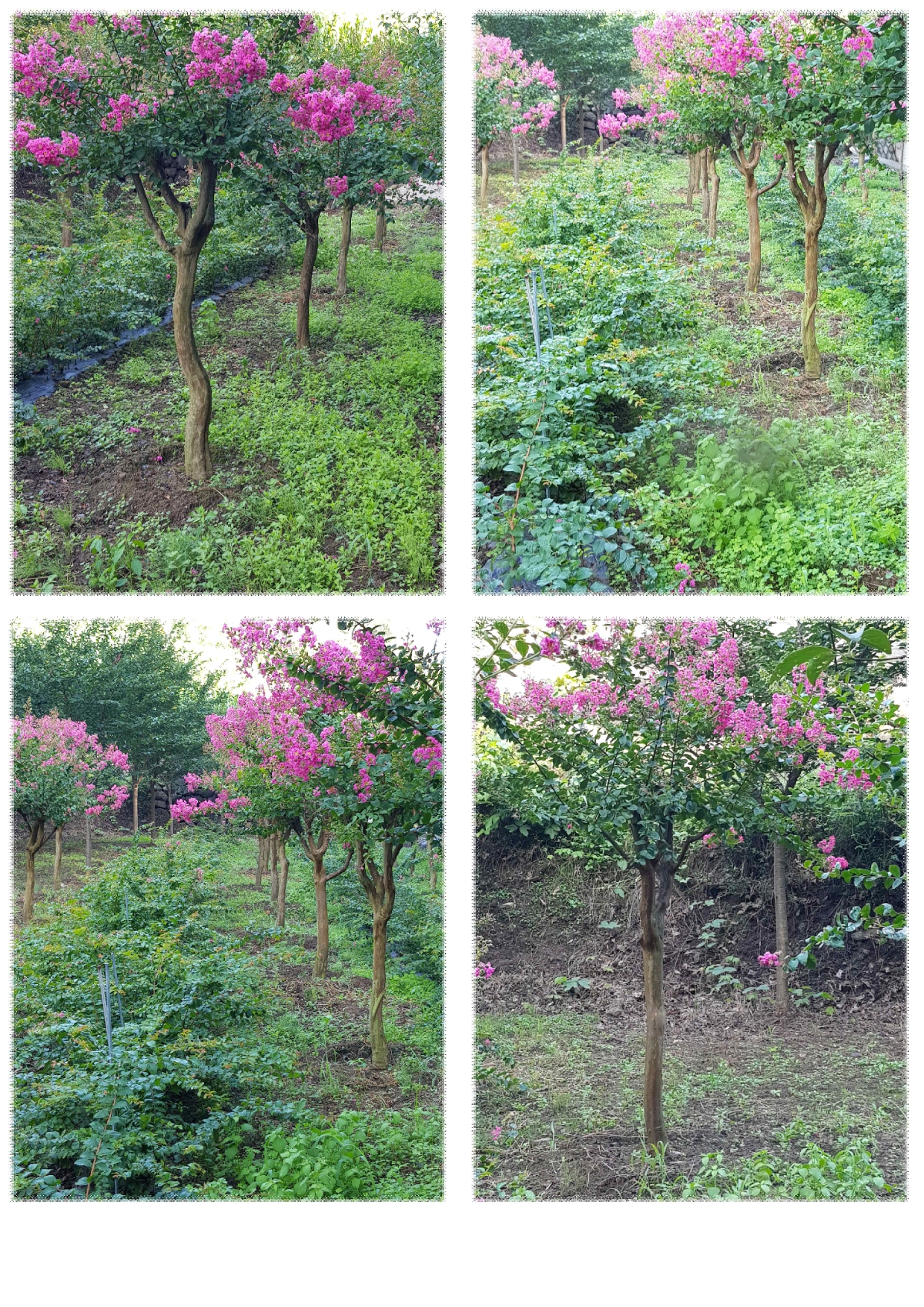 배롱나무 수형특A급 판매합니다. - 산림경영지원