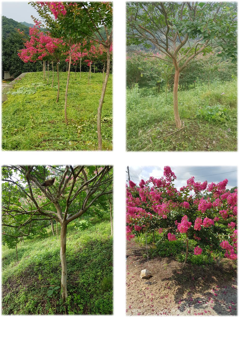 배롱나무 재래종 수형 특 A급 판매합니다. - 산림경영지원