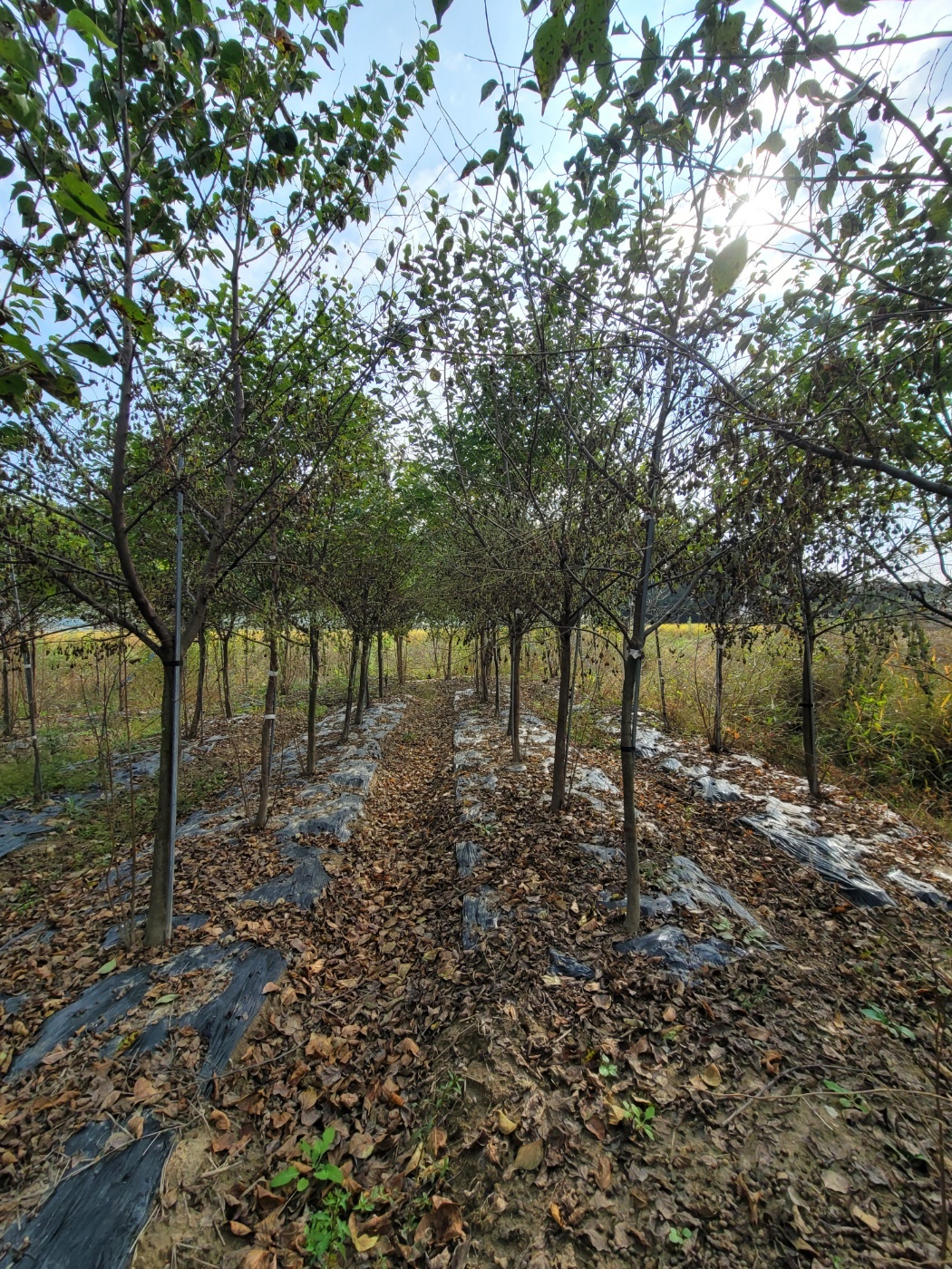 죽나무/목백합나무/동백나무 판매 - 산림경영지원