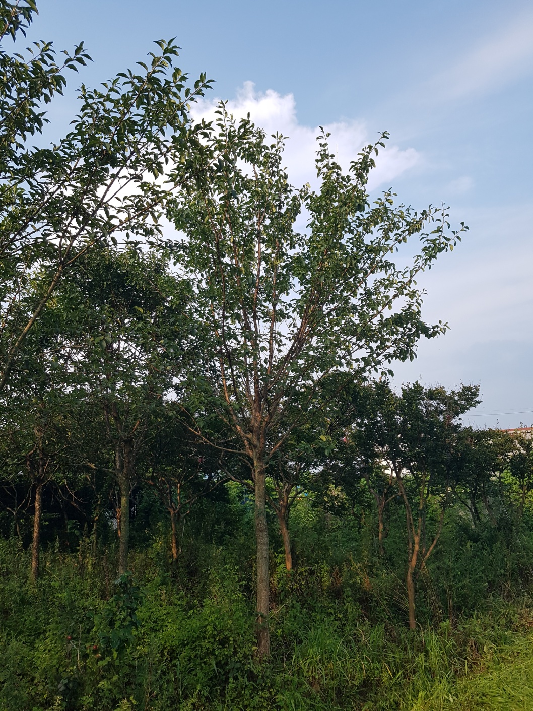 배롱나무 이팝나무 판매합니다.울산방기리(농업장호010-9915-3089) - 산림경영지원