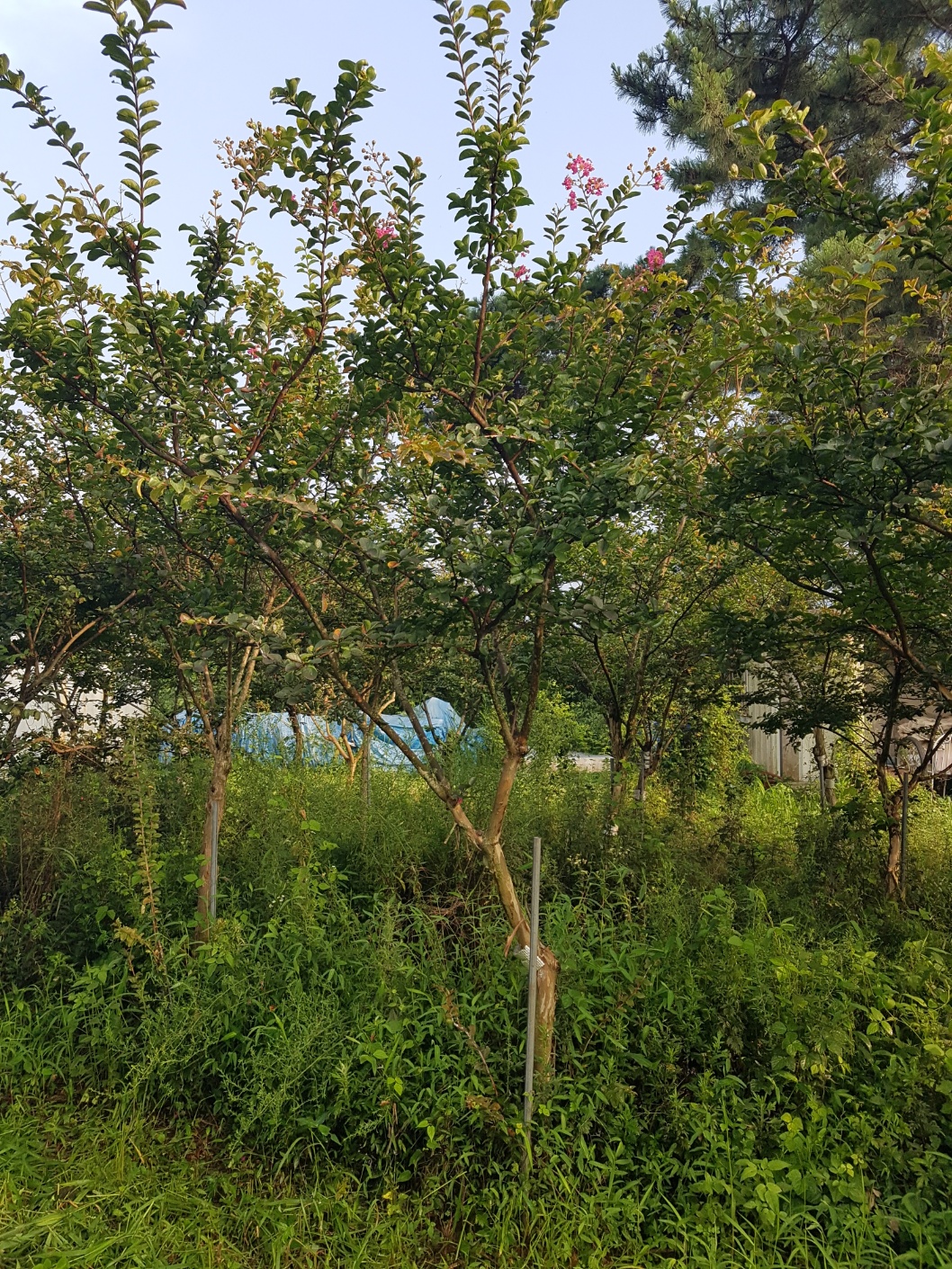 배롱나무 이팝나무 판매합니다.울산방기리(농업장호010-9915-3089) - 산림경영지원