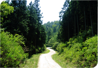 ÀÓµµ»ç¾÷À¸·Î Á¶¼ºµÈ ½£¼ÓÀÇ µµ·Î