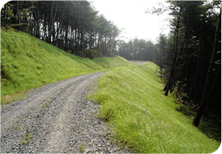 ÀÓµµ»ç¾÷À¸·Î Á¤¸®µÈ ½£¼ÓÀÇ ±æ