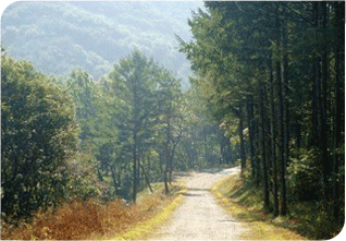 ÀÓµµ»ç¾÷À¸·Î Á¶¼ºµÈ ½£¼ÓÀÇ »êÃ¥·Î