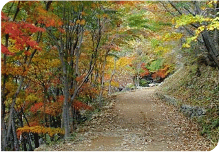 °¡À»³¯ÀÇ ½£¼Ó »êÃ¥·Î